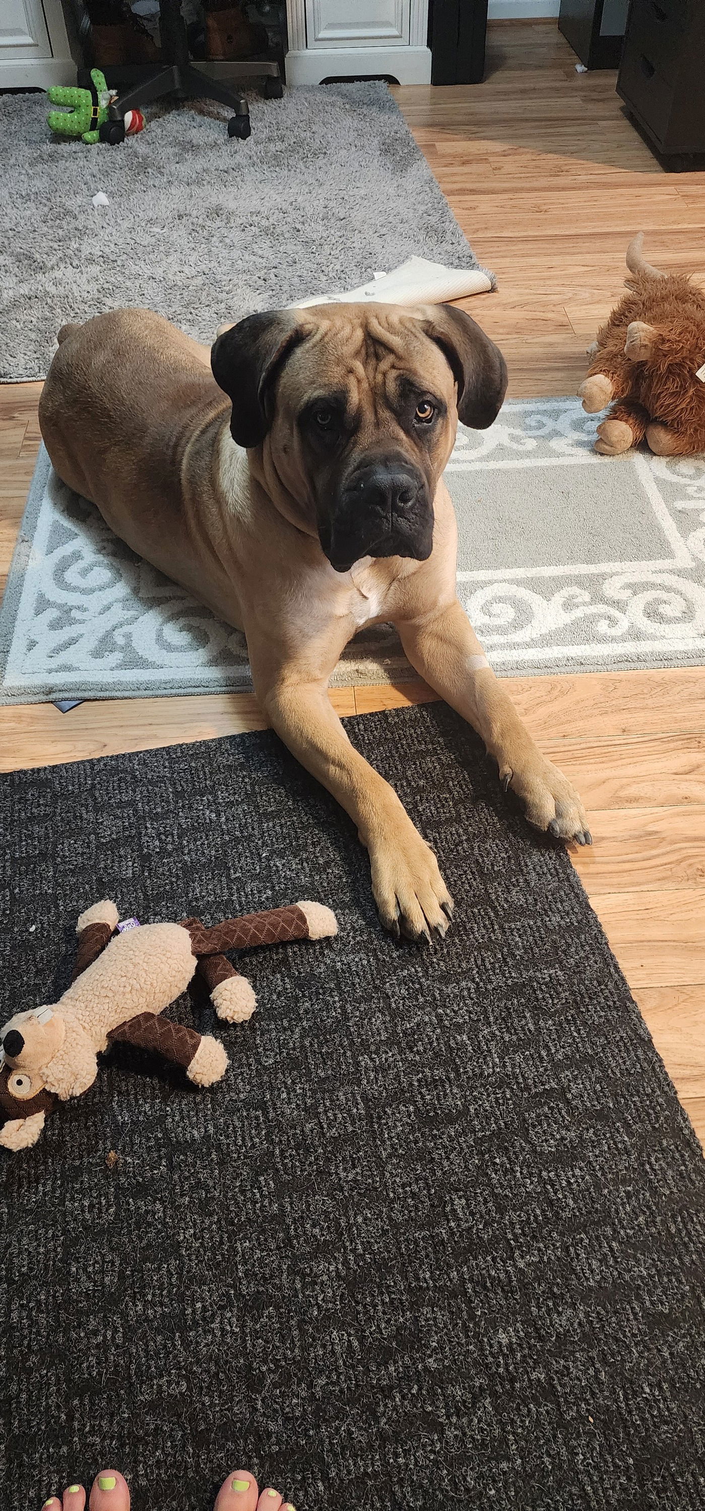 Maverick *Courtesy Post*, an adoptable Boerboel in Chambersburg, PA, 17202 | Photo Image 2