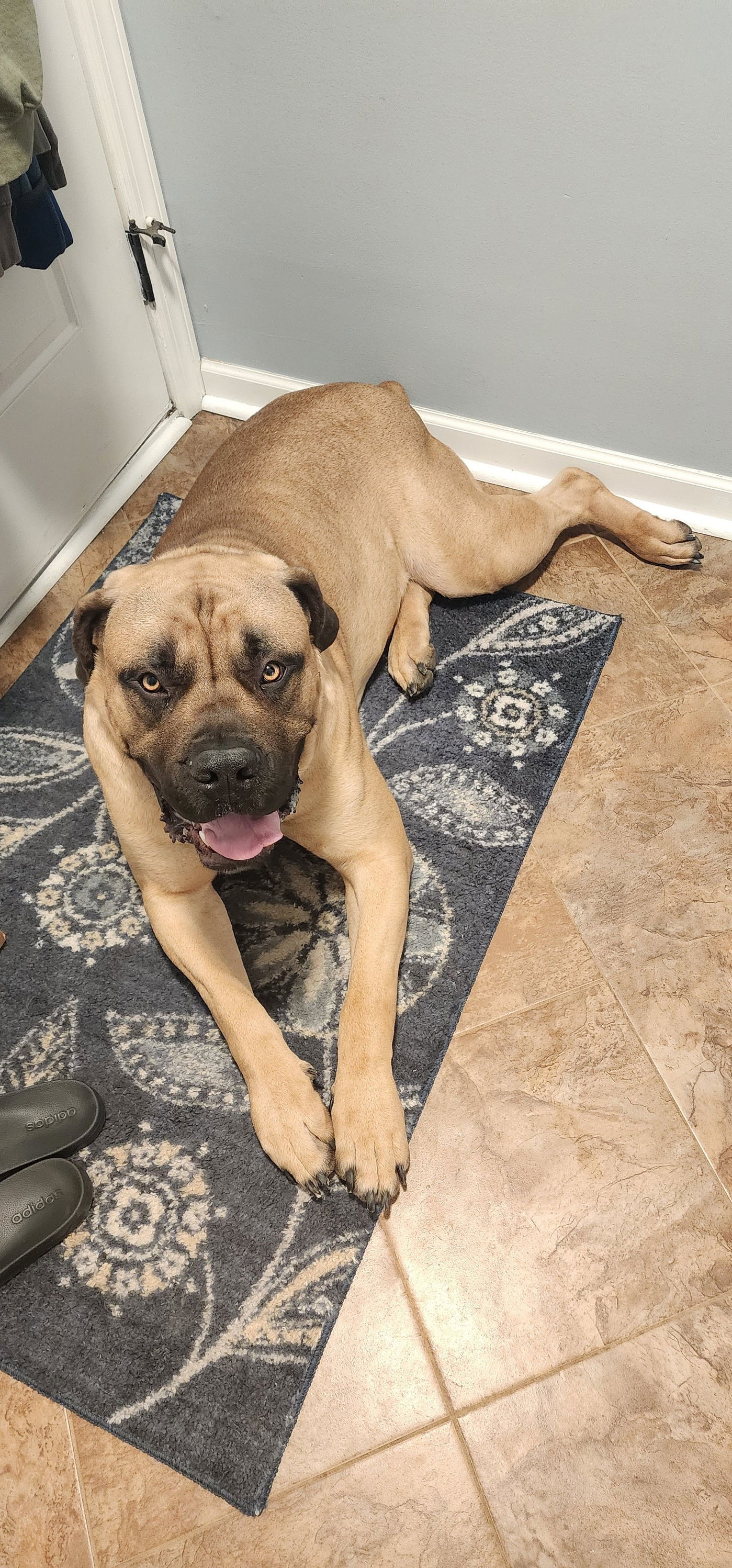 Maverick *Courtesy Post*, an adoptable Boerboel in Chambersburg, PA, 17202 | Photo Image 3