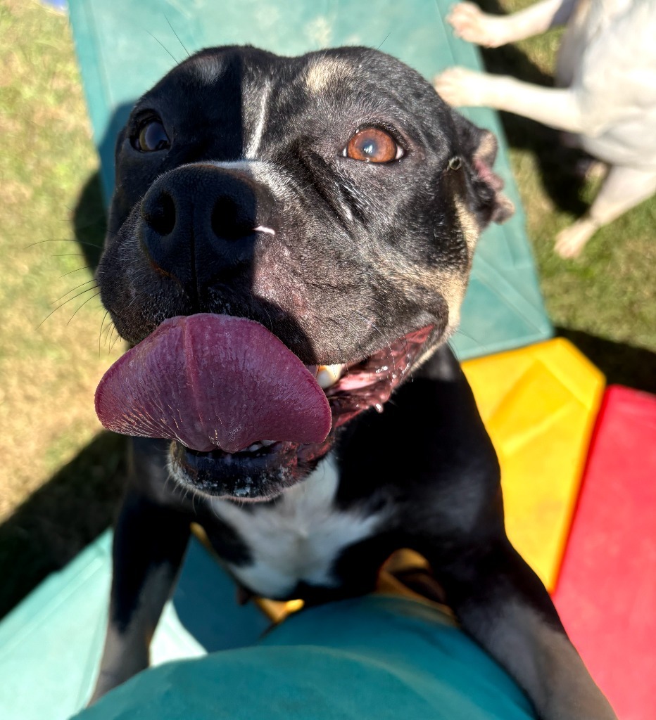 Nova