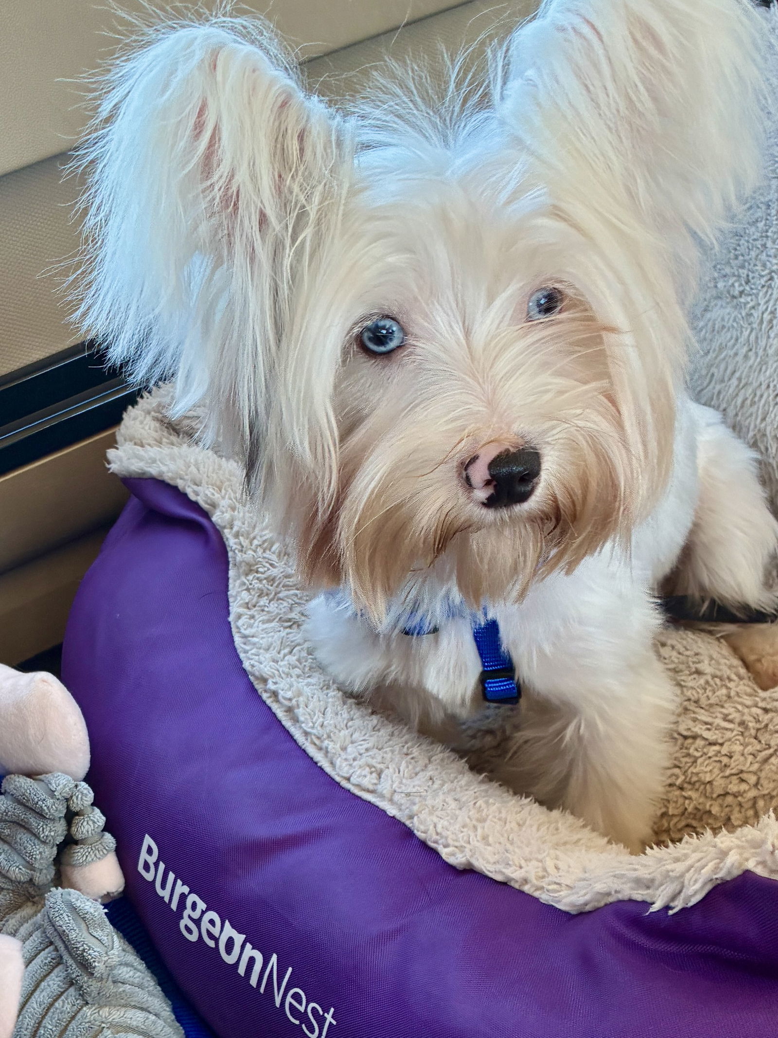 Deuce, an adoptable Maltese, Papillon in Middlesex, NC, 27557 | Photo Image 1