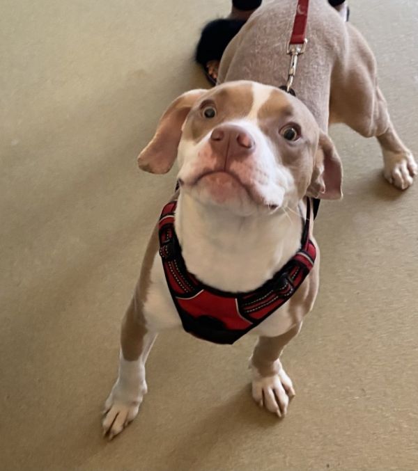 Handsome