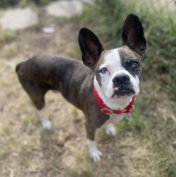 Louie