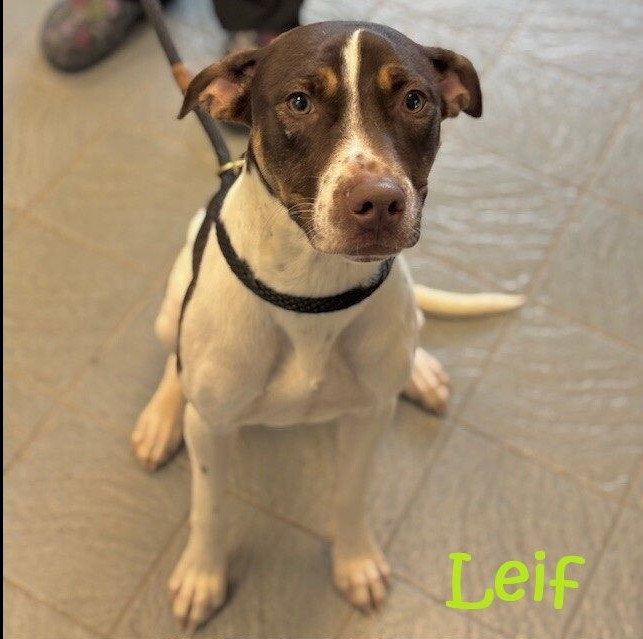 Leif