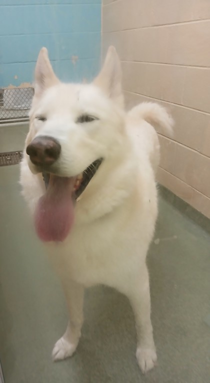 Kona