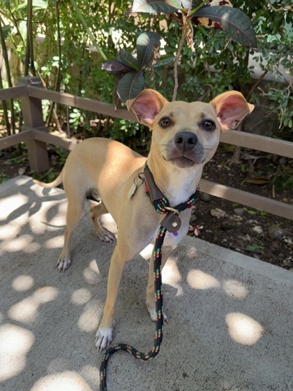 Nani, an adoptable Terrier, Mixed Breed in Honolulu, HI, 96826 | Photo Image 1