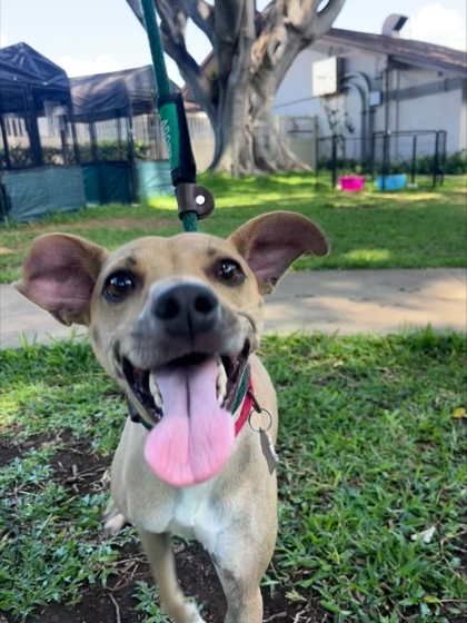 Nani, an adoptable Terrier, Mixed Breed in Honolulu, HI, 96826 | Photo Image 2