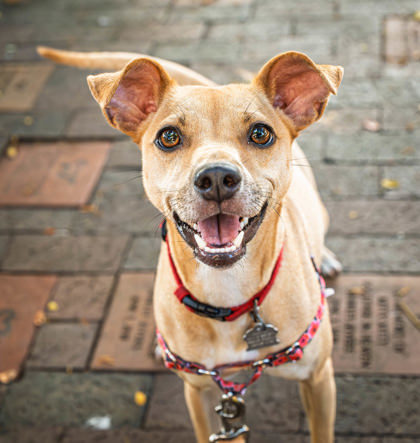 Nani, an adoptable Terrier, Mixed Breed in Honolulu, HI, 96826 | Photo Image 2
