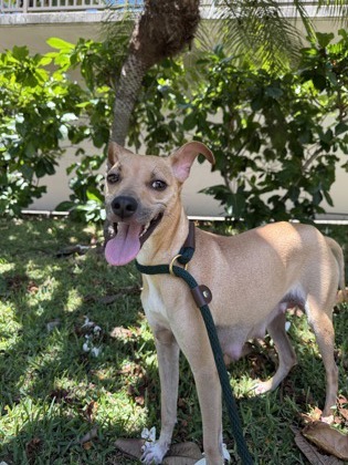 Nani, an adoptable Terrier, Mixed Breed in Honolulu, HI, 96826 | Photo Image 3