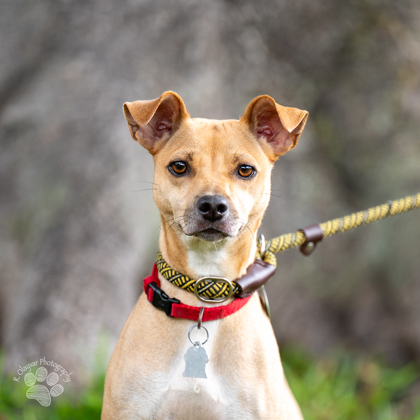 Nani, an adoptable Terrier, Mixed Breed in Honolulu, HI, 96826 | Photo Image 3