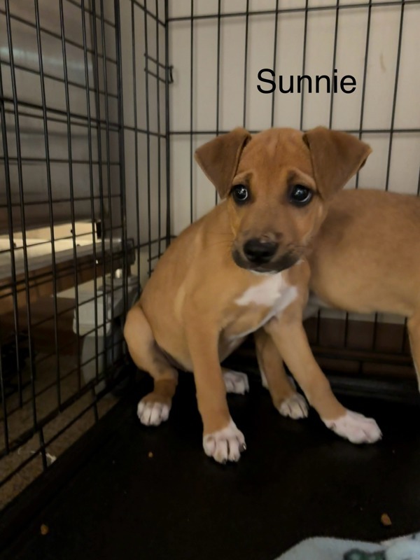 Sunnie
