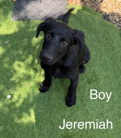 Jeremiah