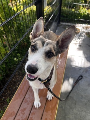 Sandy, an adoptable Mixed Breed in Honolulu, HI, 96826 | Photo Image 1
