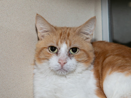 Bert, an adoptable Domestic Short Hair in Longmont, CO, 80501 | Photo Image 1