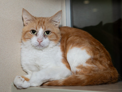 Bert, an adoptable Domestic Short Hair in Longmont, CO, 80501 | Photo Image 2