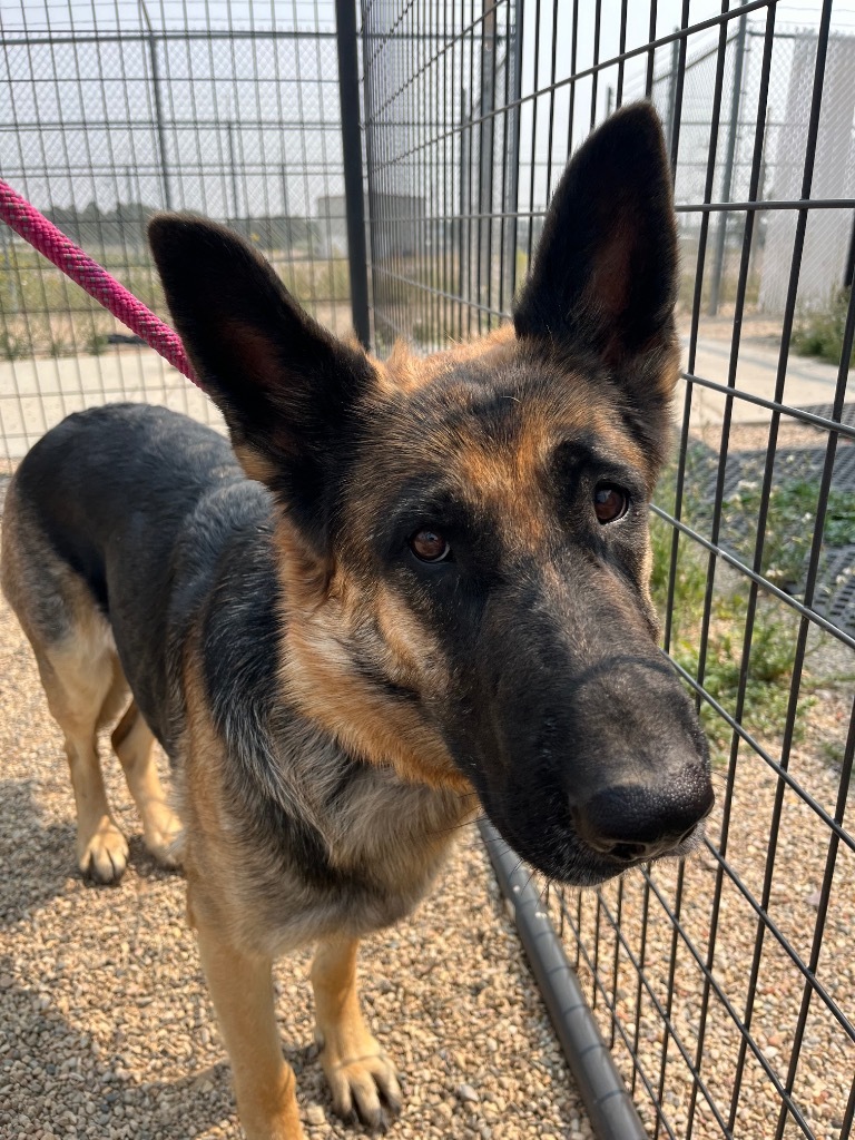 Sasha, an adoptable German Shepherd Dog in Gillette, WY, 82716 | Photo Image 1