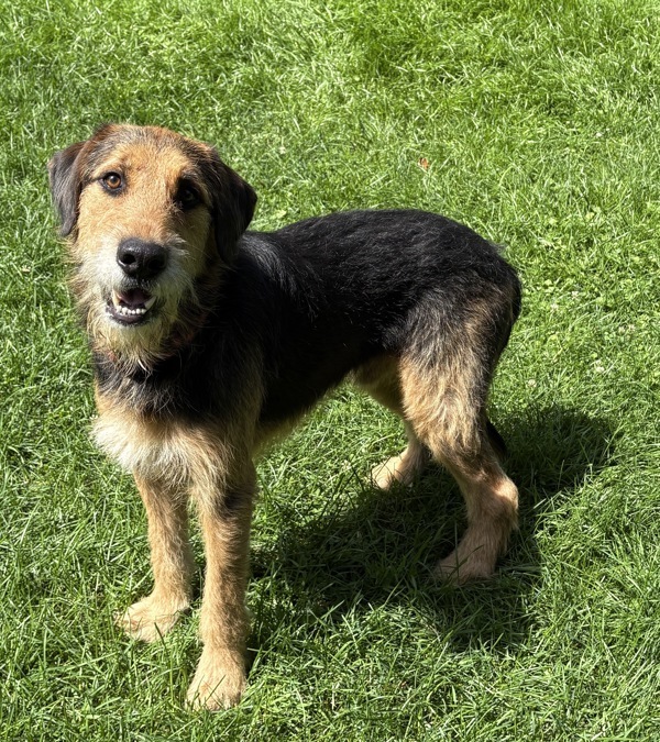 Pluto, an adoptable Airedale Terrier, Bernese Mountain Dog in Pickering, ON, L1V 6K7 | Photo Image 1