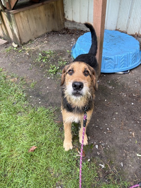 Pluto, an adoptable Airedale Terrier, Bernese Mountain Dog in Pickering, ON, L1V 6K7 | Photo Image 2