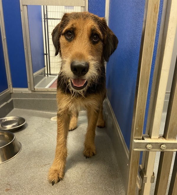 Pluto, an adoptable Airedale Terrier, Bernese Mountain Dog in Pickering, ON, L1V 6K7 | Photo Image 3