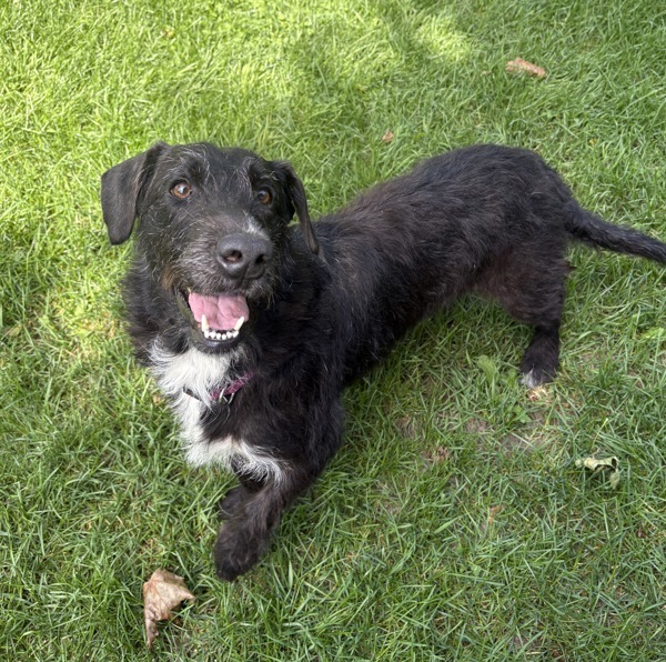 Lynn, an adoptable Airedale Terrier in Pickering, ON, L1V 6K7 | Photo Image 1
