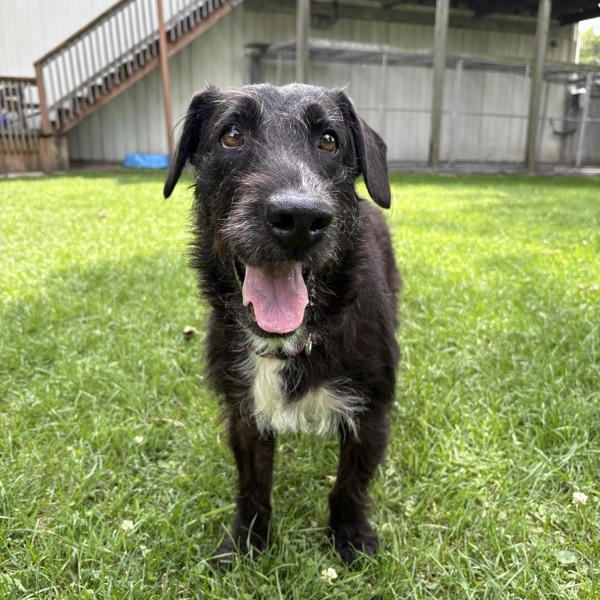 Lynn, an adoptable Airedale Terrier in Pickering, ON, L1V 6K7 | Photo Image 2