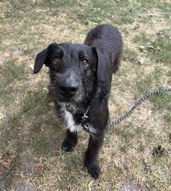 Lynn, an adoptable Airedale Terrier in Pickering, ON, L1V 6K7 | Photo Image 3