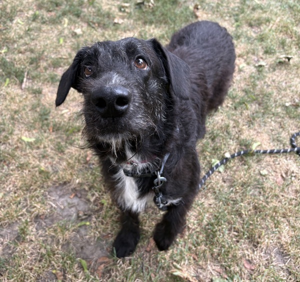 Lynn, an adoptable Airedale Terrier in Pickering, ON, L1V 6K7 | Photo Image 4
