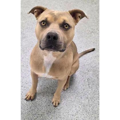 Jasper, an adoptable American Staffordshire Terrier, Mixed Breed in Caldwell, ID, 83607 | Photo Image 1