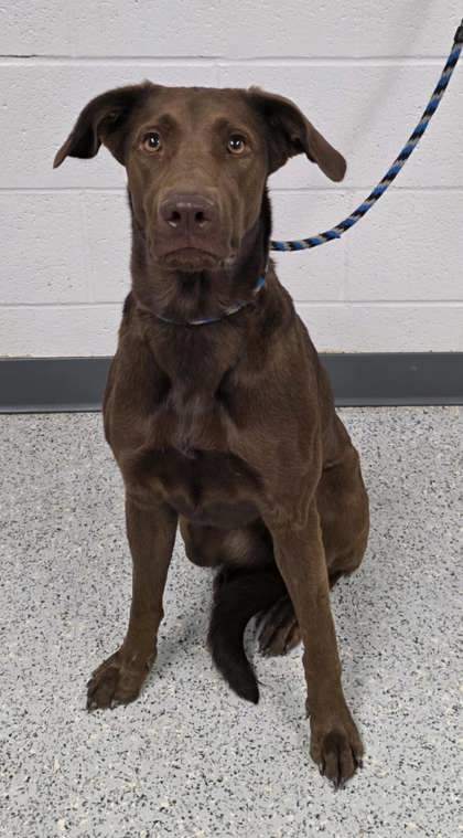 Nova, an adoptable Labrador Retriever, Mixed Breed in Caldwell, ID, 83607 | Photo Image 1