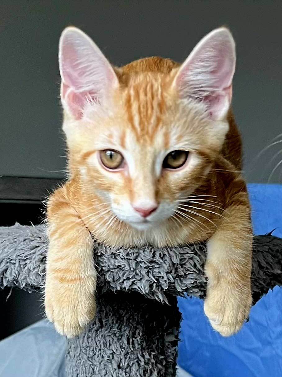 KITTEN CHARLIE ORANGE