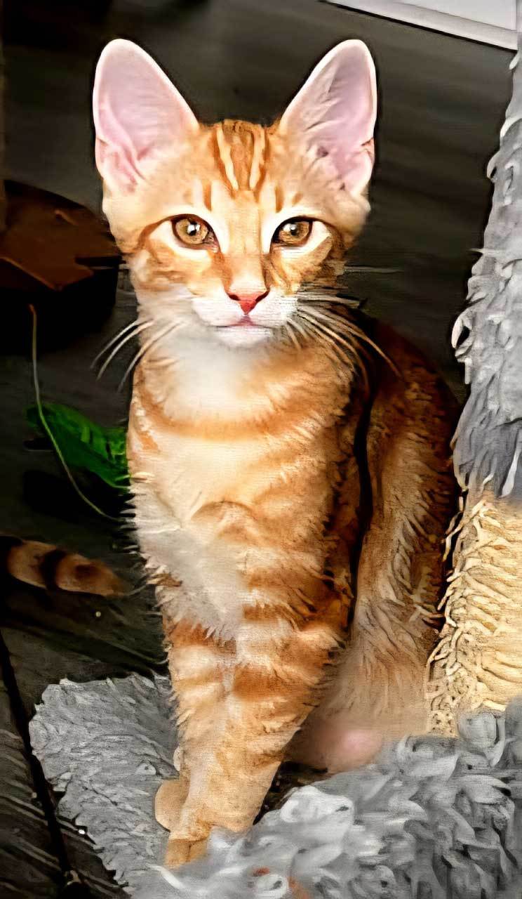 KITTEN CHARLIE ORANGE