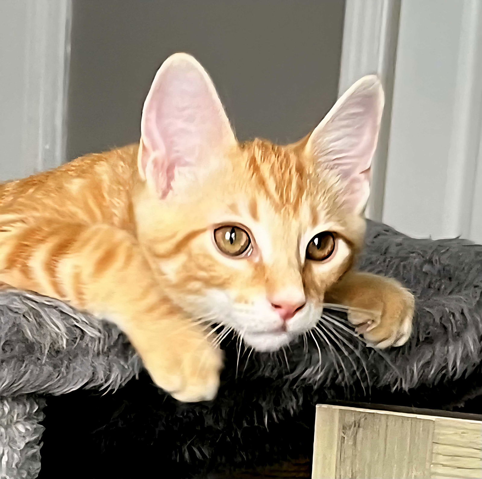 KITTEN CHARLIE ORANGE