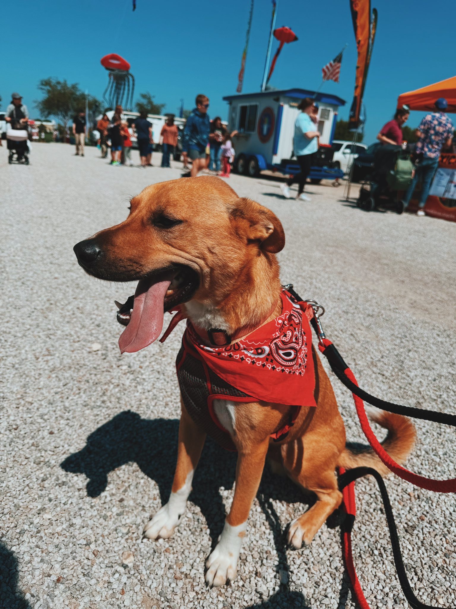 Buddy, an adoptable Husky, Shepherd in Hays, KS, 67601 | Photo Image 1