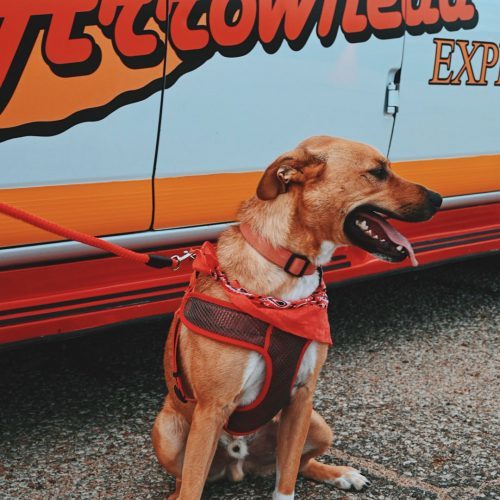 Buddy, an adoptable Husky, Shepherd in Hays, KS, 67601 | Photo Image 2