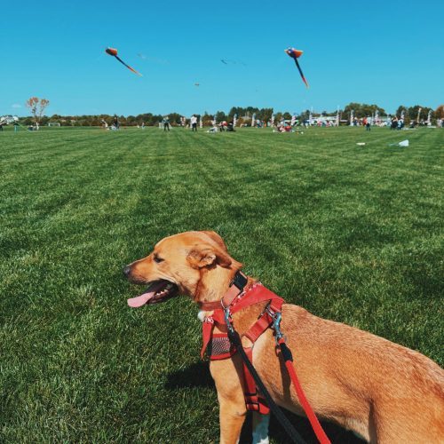 Buddy, an adoptable Husky, Shepherd in Hays, KS, 67601 | Photo Image 3