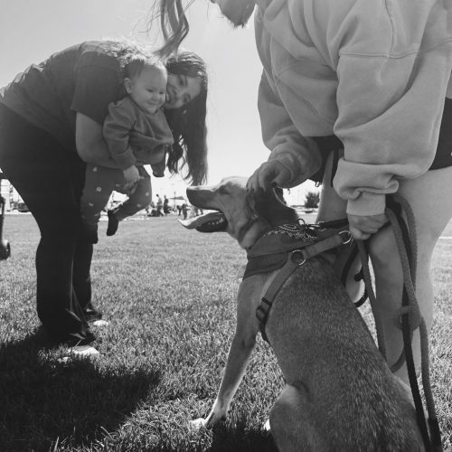 Buddy, an adoptable Husky, Shepherd in Hays, KS, 67601 | Photo Image 4