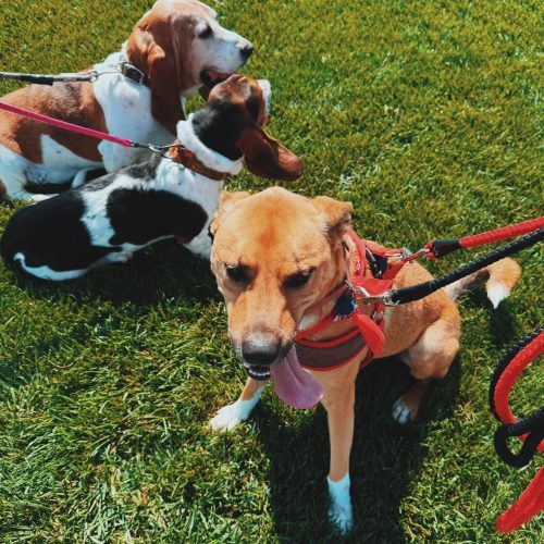Buddy, an adoptable Husky, Shepherd in Hays, KS, 67601 | Photo Image 5