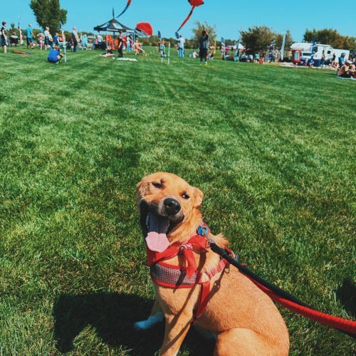 Buddy, an adoptable Husky, Shepherd in Hays, KS, 67601 | Photo Image 6