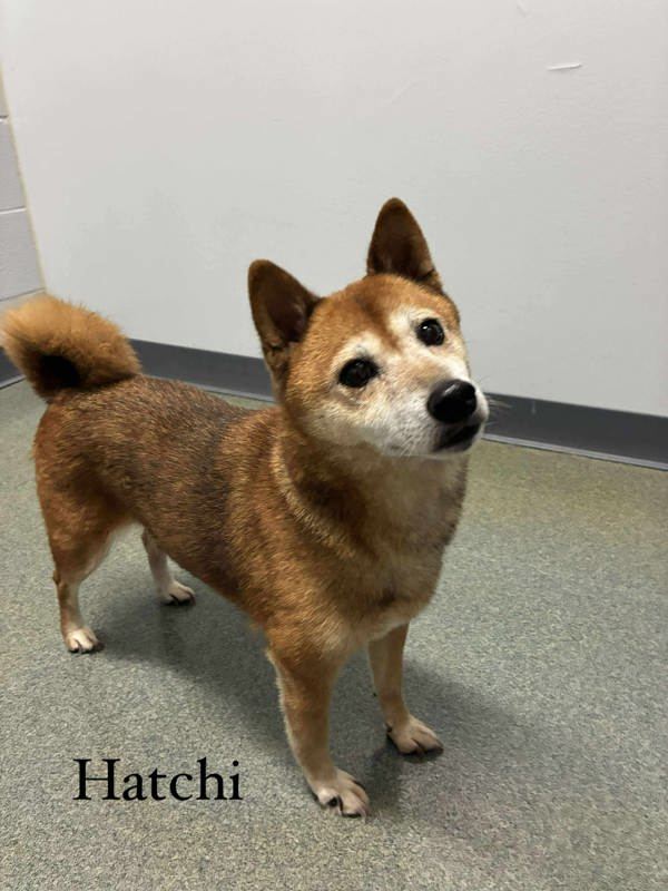 Hatchi