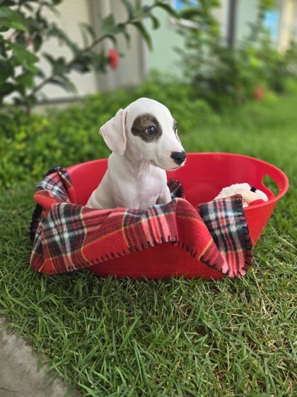 Kimchi, an adoptable Terrier, Mixed Breed in Honolulu, HI, 96826 | Photo Image 2