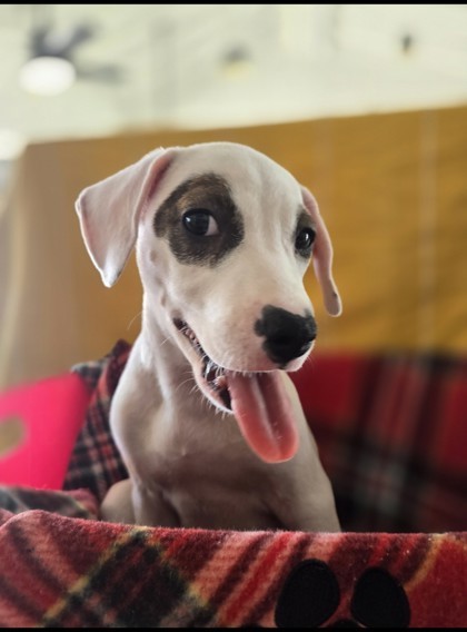 Kimchi, an adoptable Terrier, Mixed Breed in Honolulu, HI, 96826 | Photo Image 3