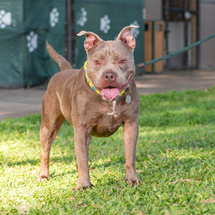 Diesel, an adoptable Pit Bull Terrier, Mixed Breed in Honolulu, HI, 96826 | Photo Image 1