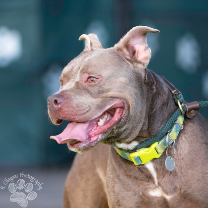 Diesel, an adoptable Pit Bull Terrier, Mixed Breed in Honolulu, HI, 96826 | Photo Image 2