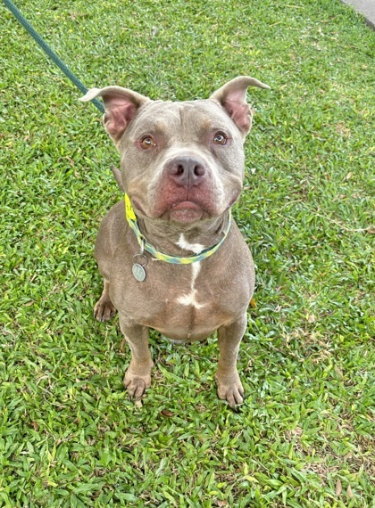 Diesel, an adoptable Pit Bull Terrier, Mixed Breed in Honolulu, HI, 96826 | Photo Image 3