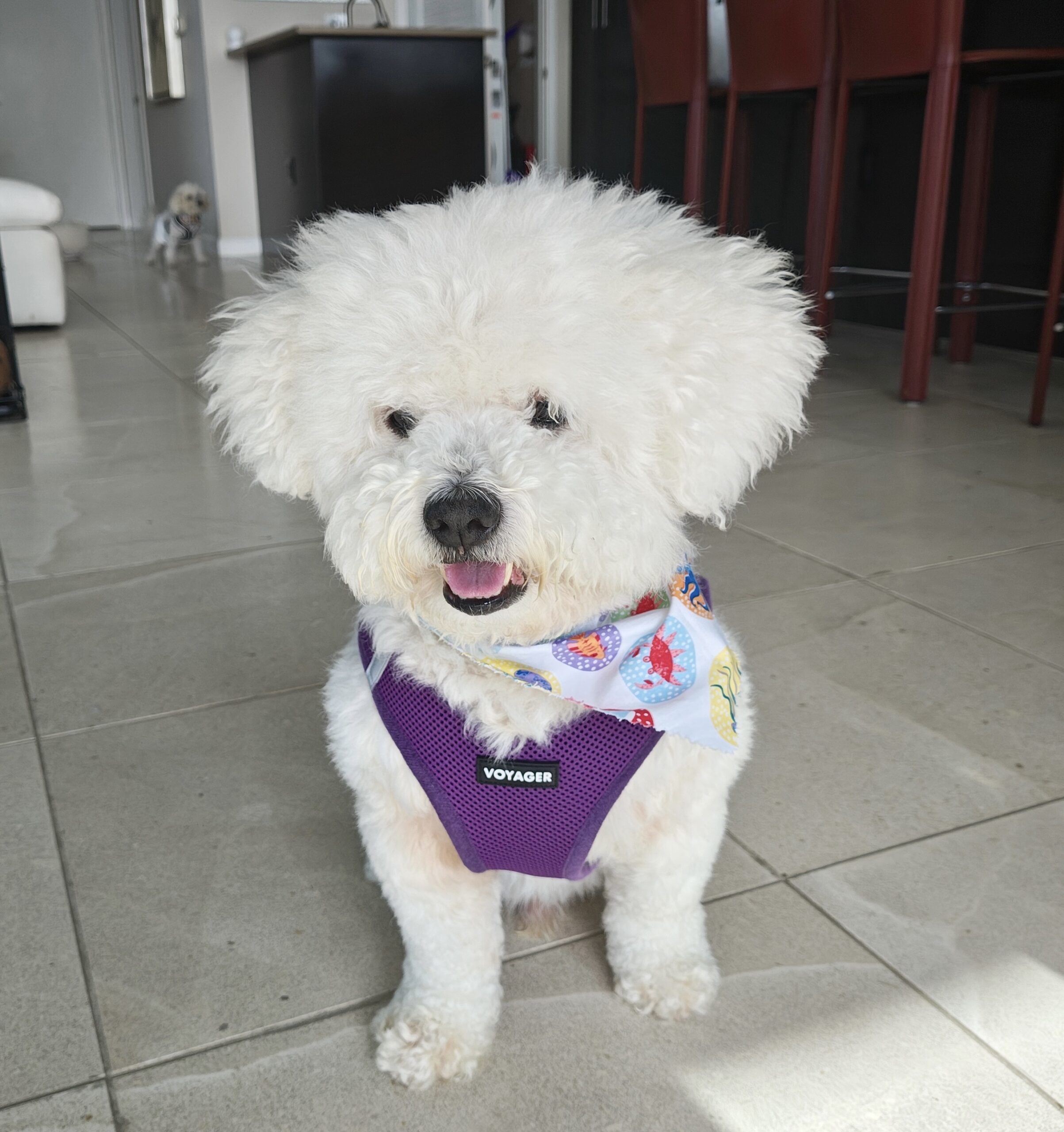 Blue #517, an adoptable Maltipoo, Mixed Breed in Placentia, CA, 92871 | Photo Image 1