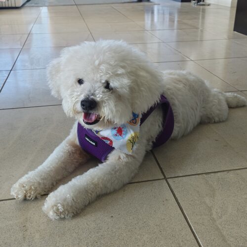 Blue #517, an adoptable Maltipoo, Mixed Breed in Placentia, CA, 92871 | Photo Image 2