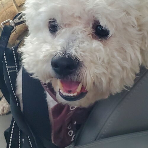 Blue #517, an adoptable Maltipoo, Mixed Breed in Placentia, CA, 92871 | Photo Image 3