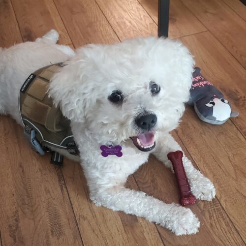 Blue #517, an adoptable Maltipoo, Mixed Breed in Placentia, CA, 92871 | Photo Image 4