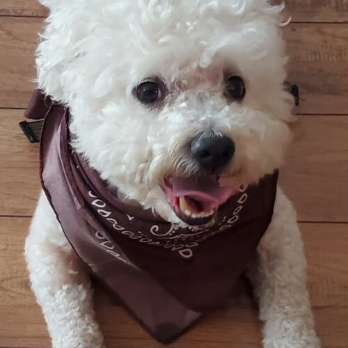 Blue #517, an adoptable Maltipoo, Mixed Breed in Placentia, CA, 92871 | Photo Image 5