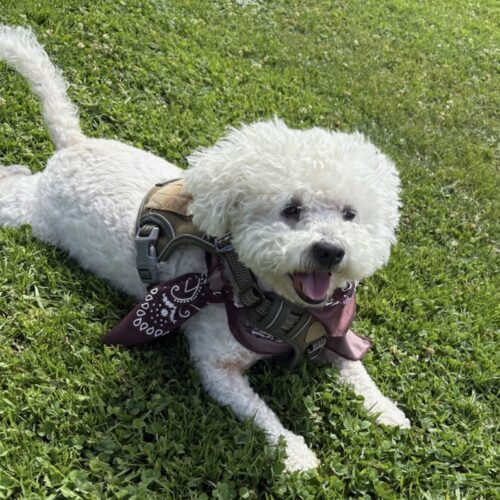 Blue #517, an adoptable Maltipoo, Mixed Breed in Placentia, CA, 92871 | Photo Image 6