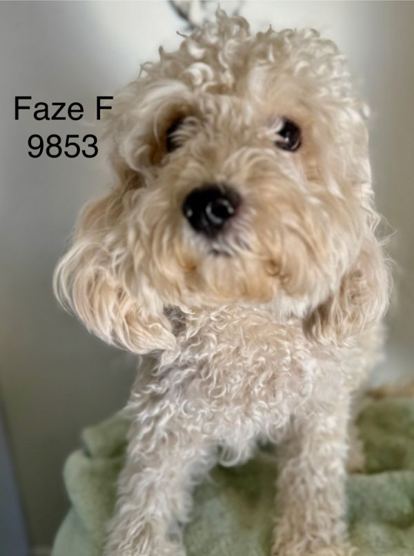 Faze #9853
